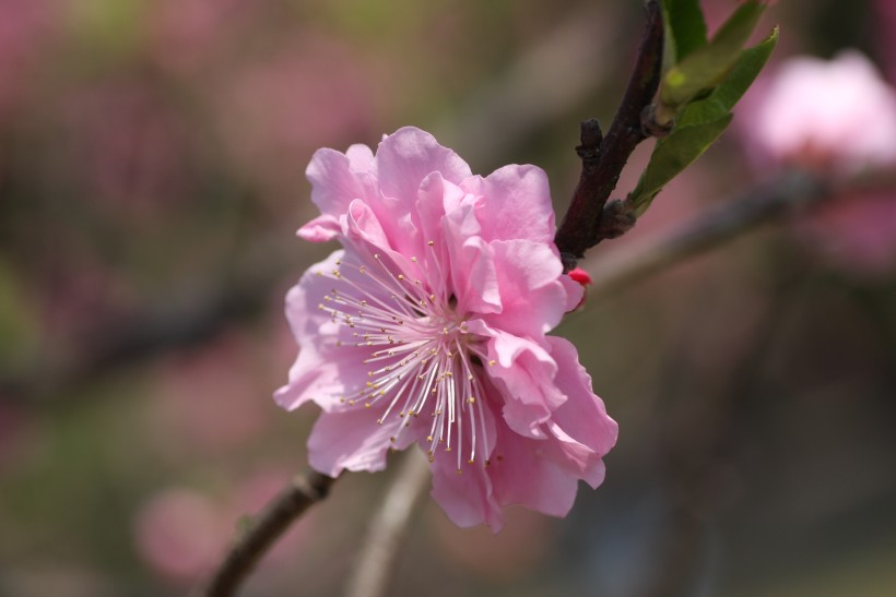 红粉桃花图片