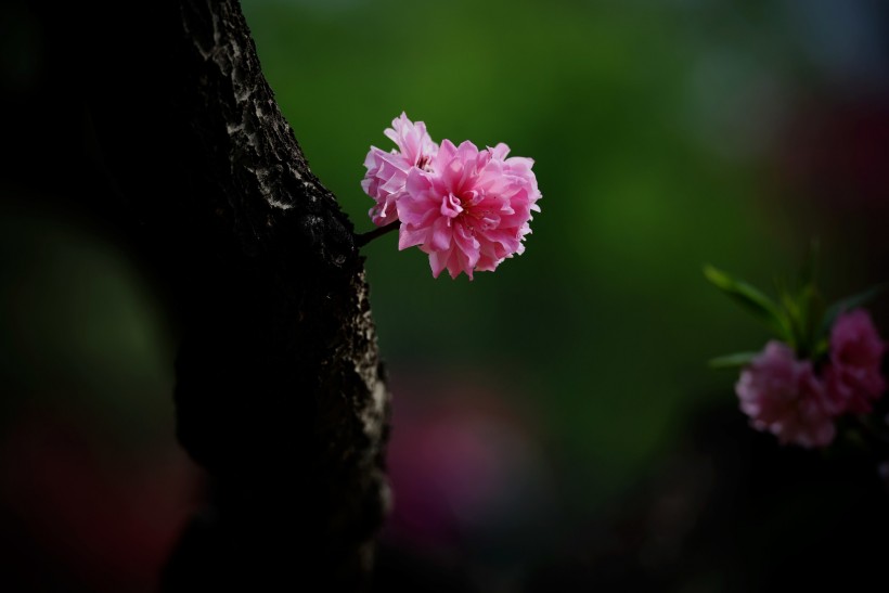 碧桃花图片