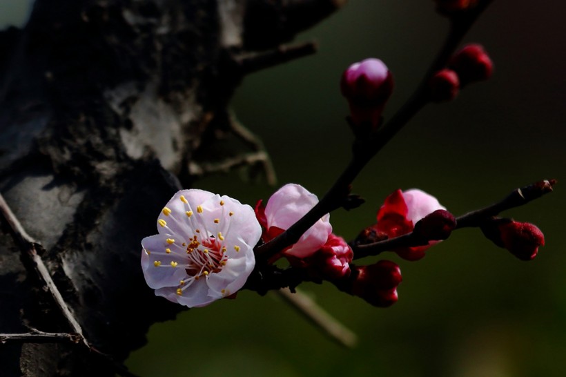 白色和粉色樱花图片