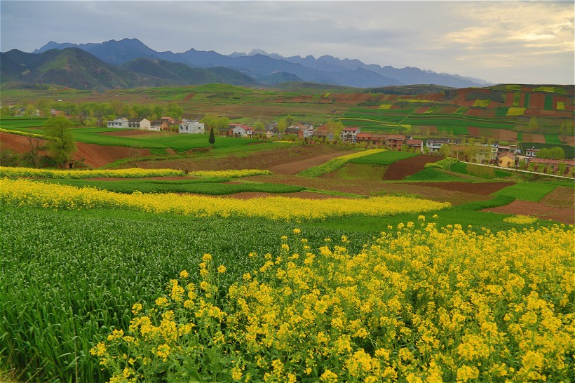 陜西西安鮑旗寨村油菜花風(fēng)景圖片