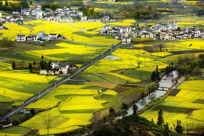 远眺油菜花田图片