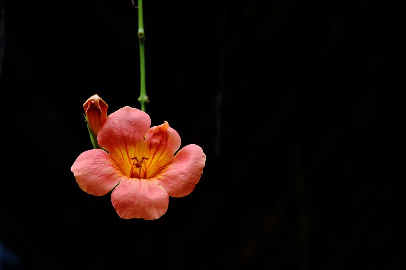 橙色凌霄花图片   