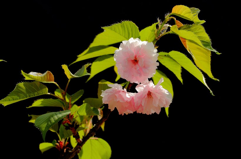 樱花图片