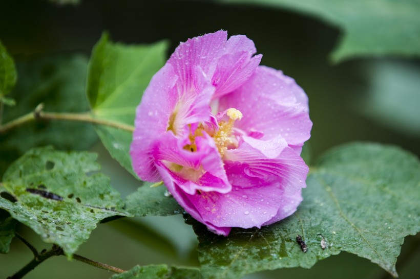 粉色木芙蓉图片