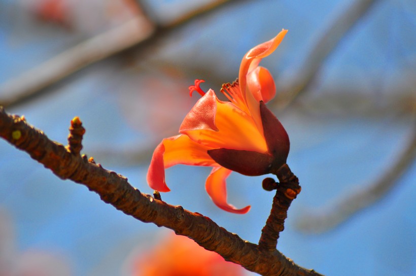 紅色木棉花圖片