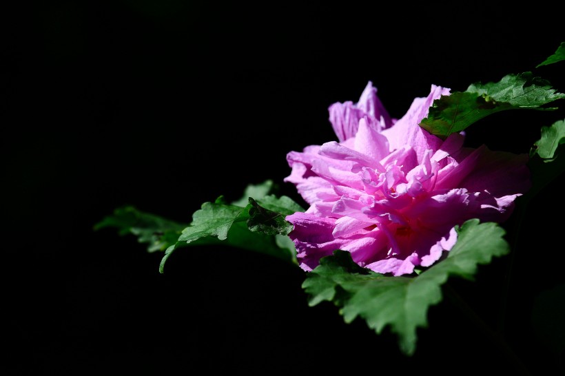 木槿花圖片