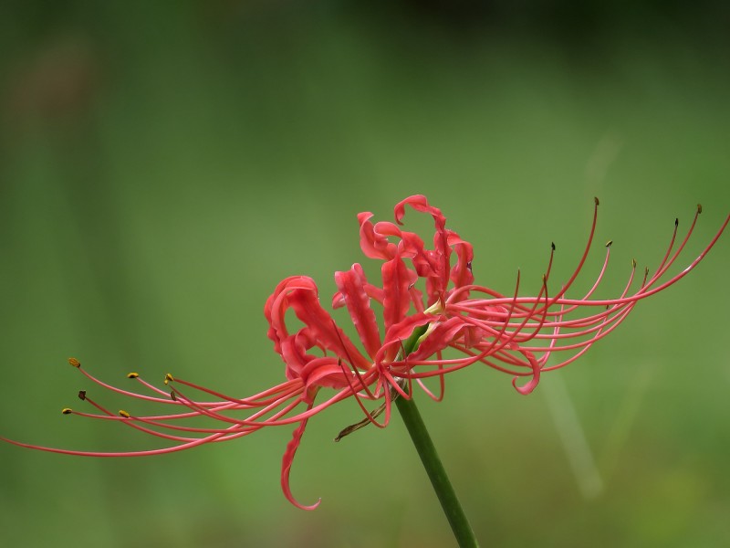 彼岸花圖片