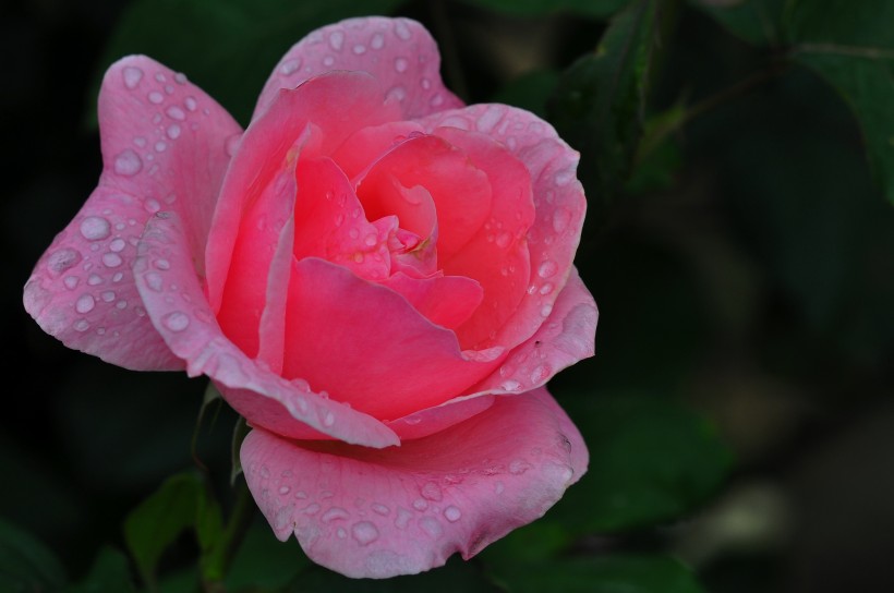 雨后的月季花图片