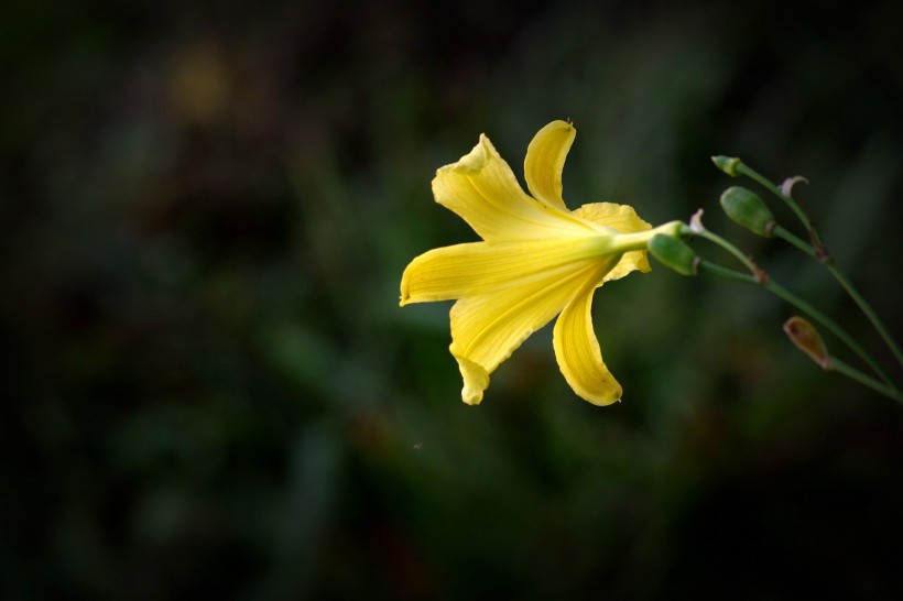 黃色萱草花圖片  