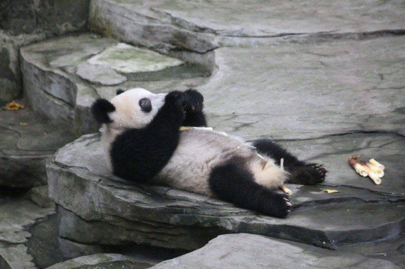 可爱大熊猫图片