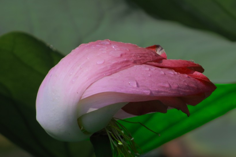 風(fēng)雨后的荷花圖片