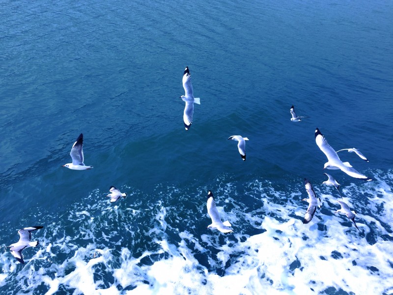 成群结队的海鸥图片