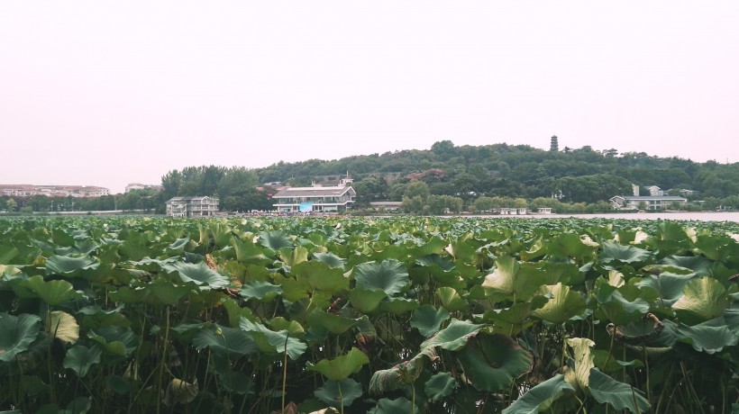 江苏南京玄武湖风景图片