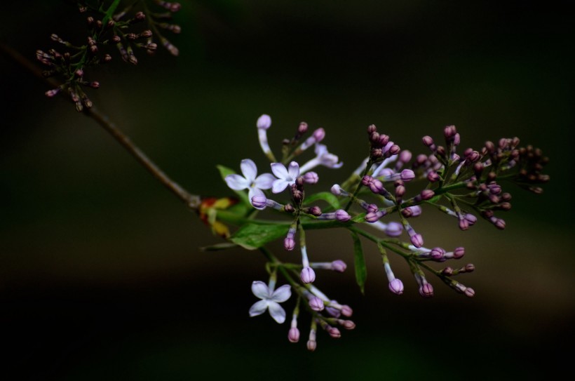 丁香花图片