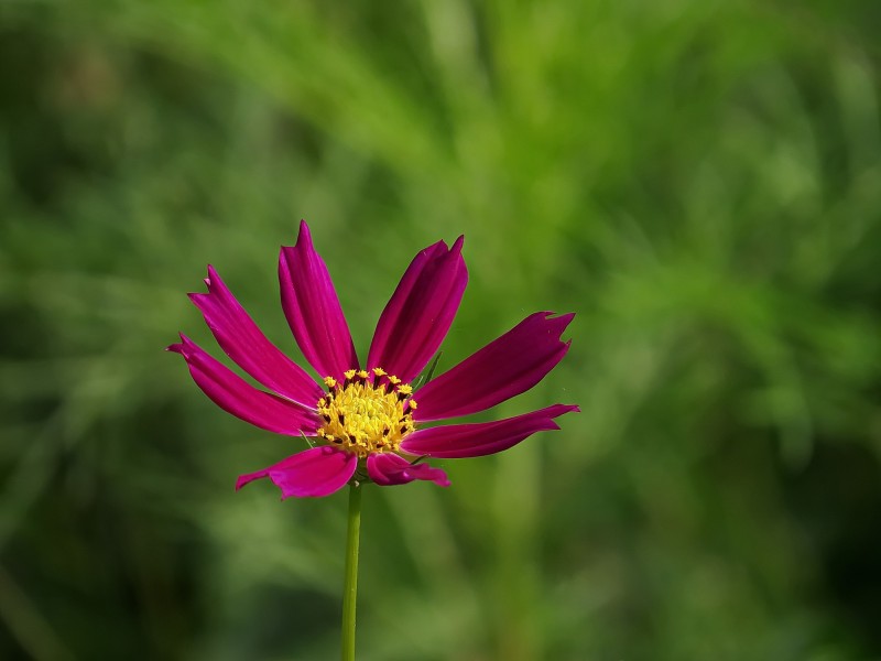 格桑花图片