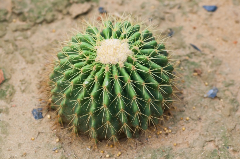 仙人掌科植物圖片