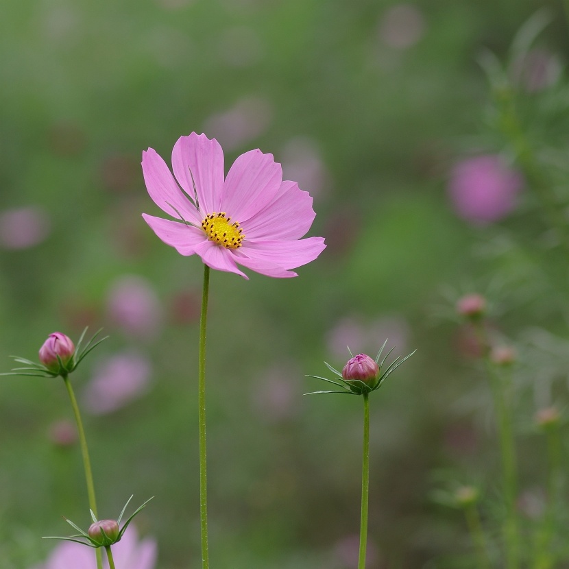 粉色波斯菊图片