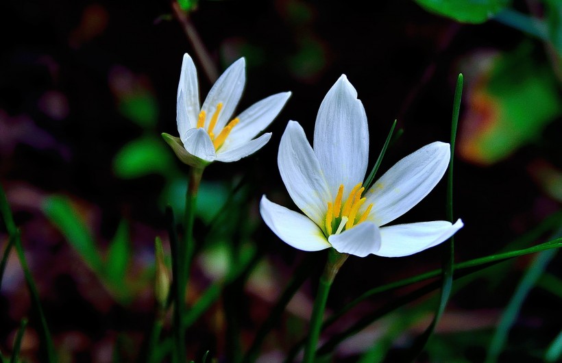 蔥蘭花圖片