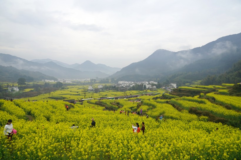 江西婺源油菜花风景图片