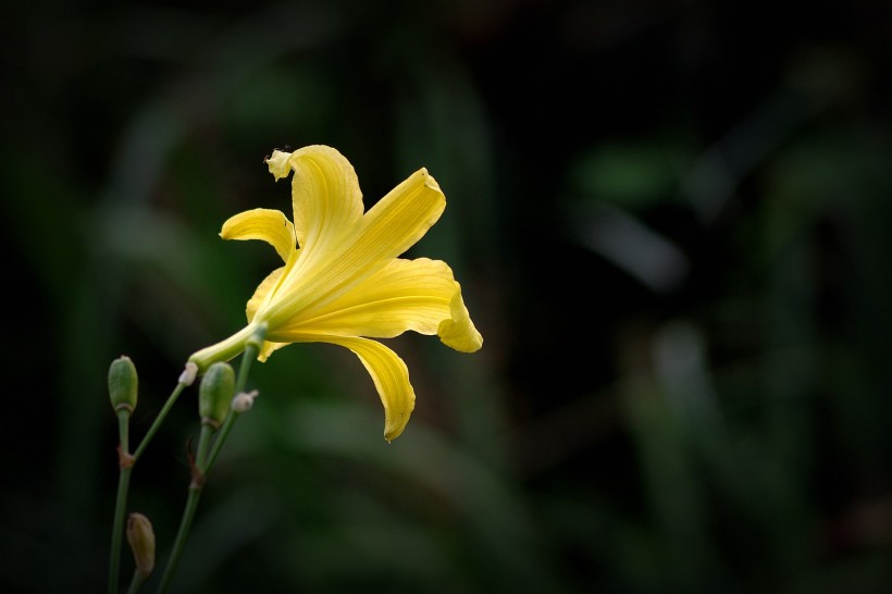 黄色萱草花图片  