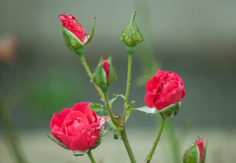 雨中月季花圖片