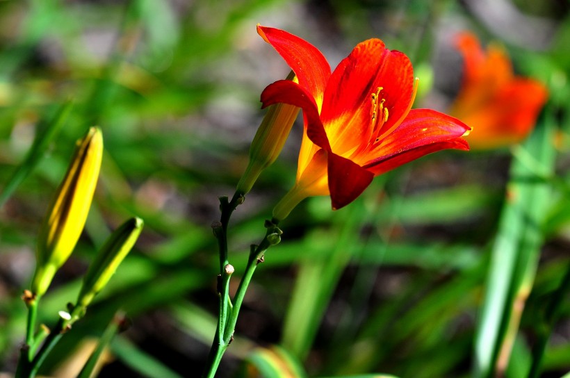 百合花圖片