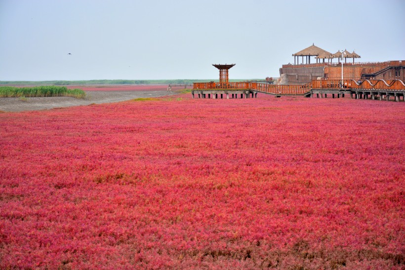 遼寧盤錦紅海灘風(fēng)景圖片