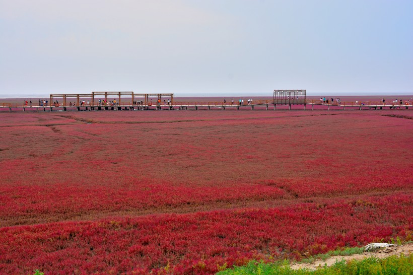 遼寧盤錦紅海灘風景圖片