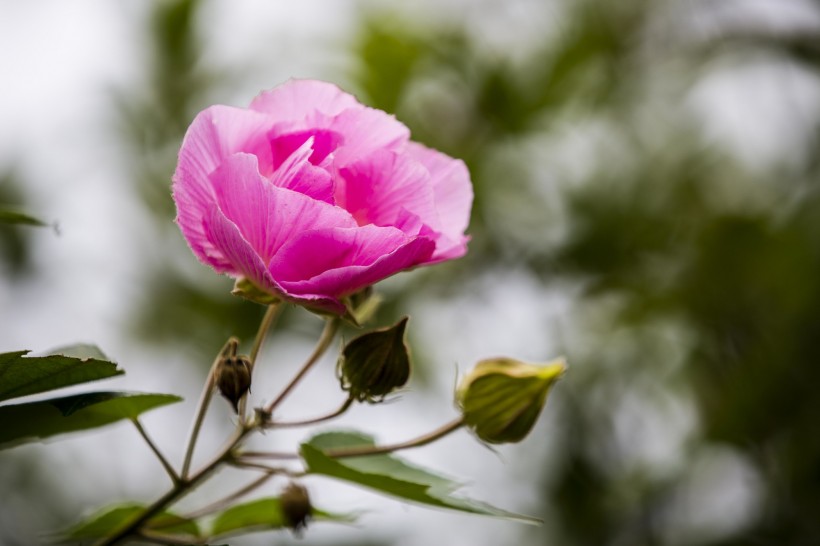 粉色木芙蓉圖片