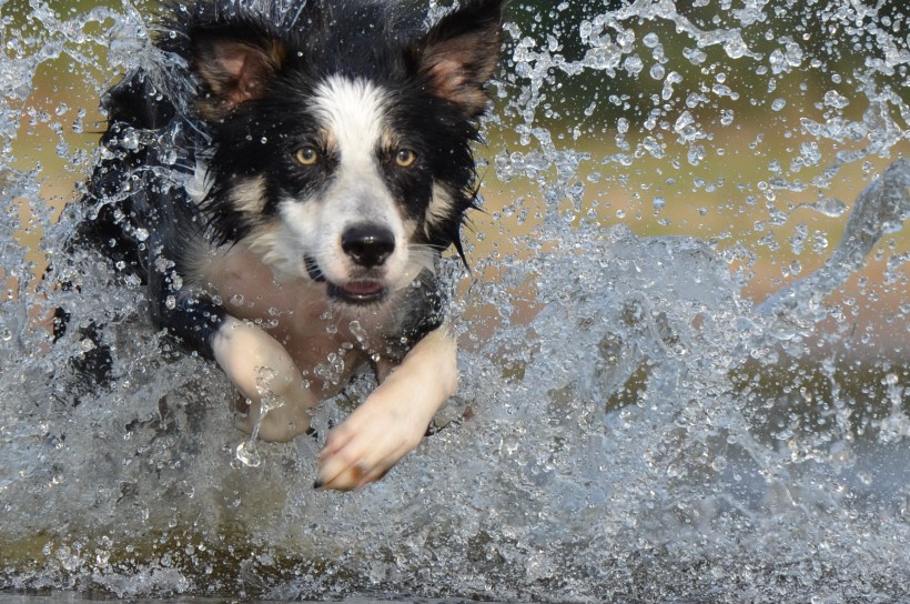 顽皮可爱的牧羊犬图片