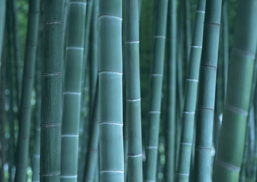 夏日的竹林图片