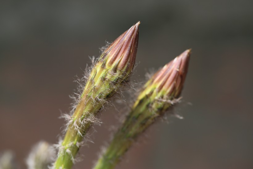 仙人掌花图片