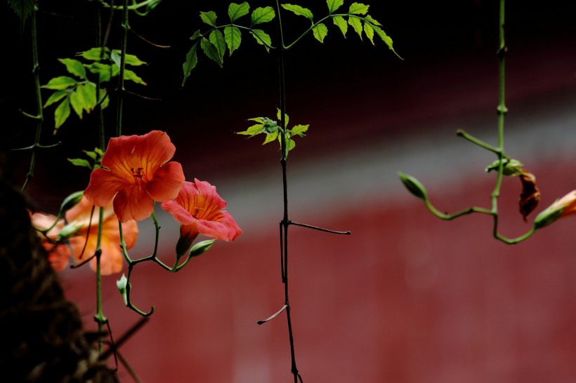 橙色凌霄花图片   