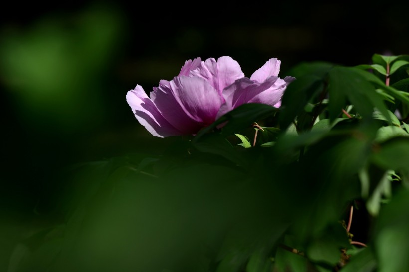 牡丹花图片