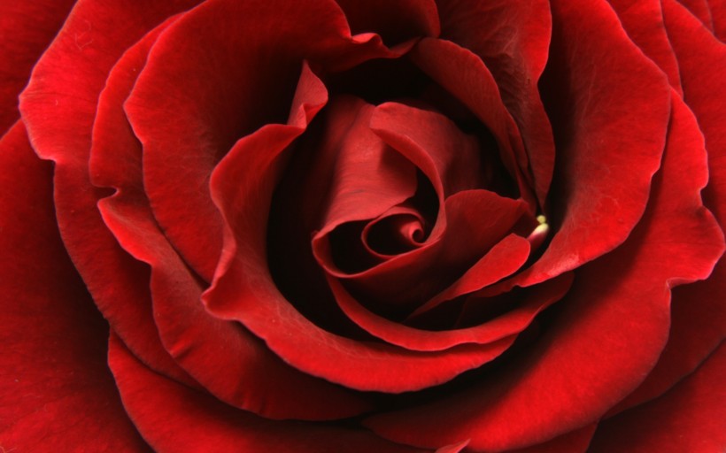 漂亮的玫瑰写真图片