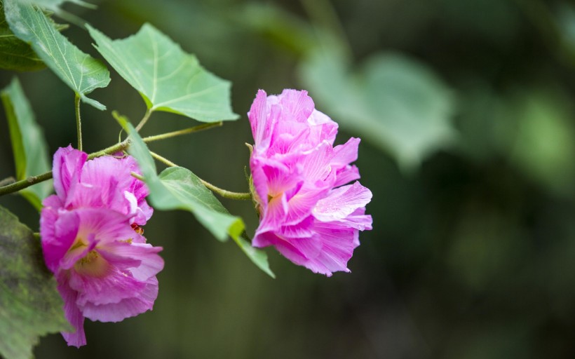 粉色木芙蓉圖片