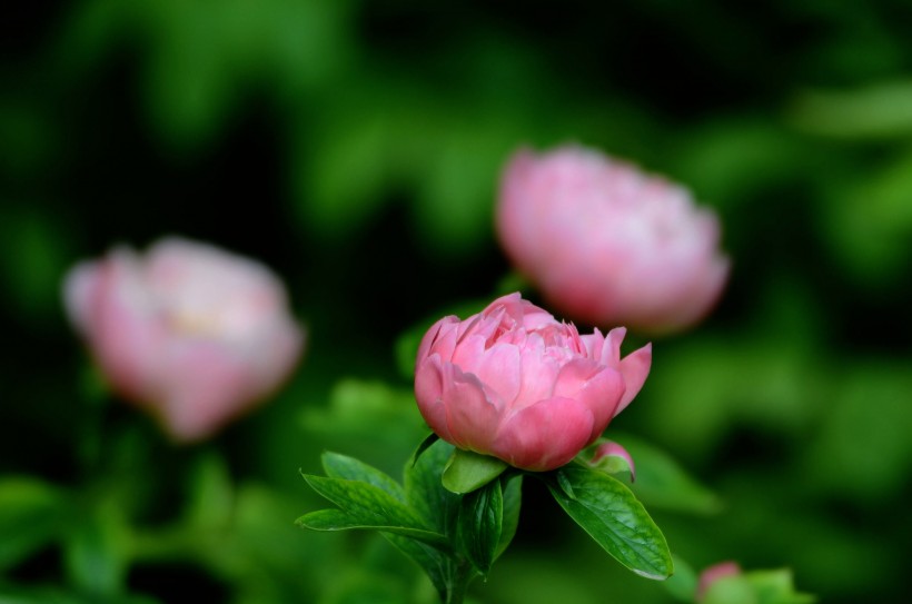 芍藥花圖片