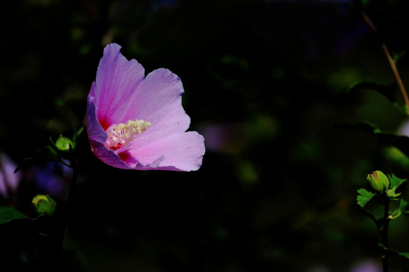 淡紫色木槿花图片