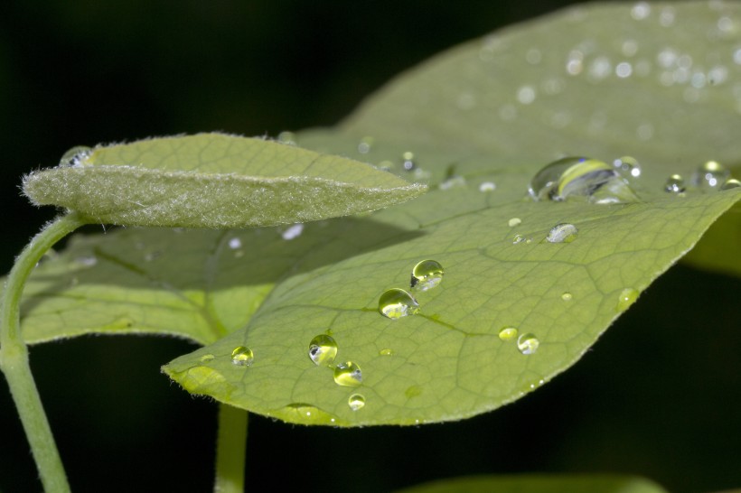 植物露水图片