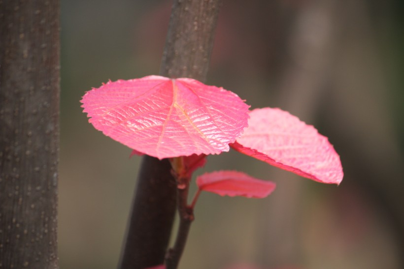 稚嫩的紅葉圖片