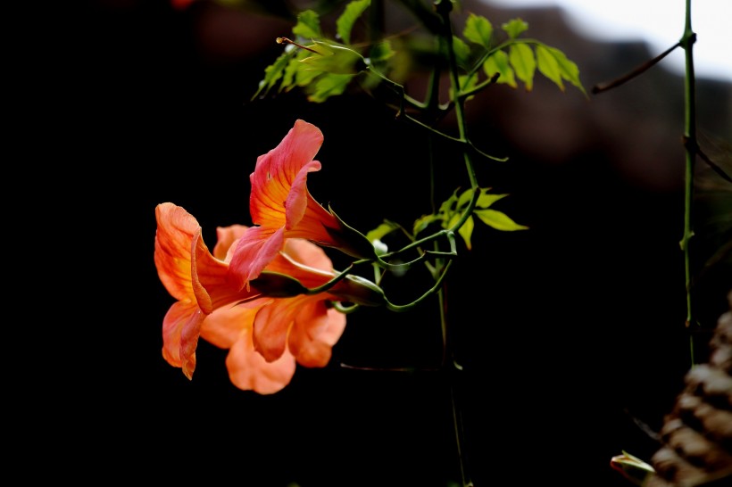 橙色凌霄花图片   