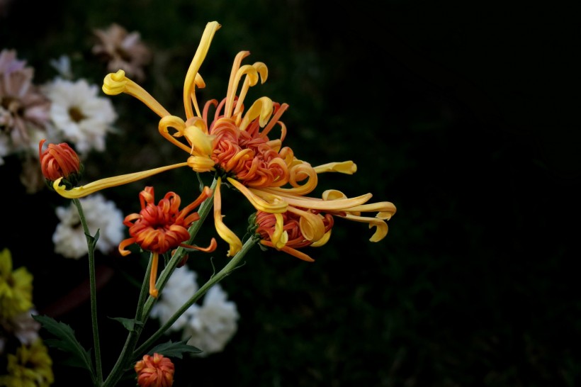 五颜六色的菊花图片