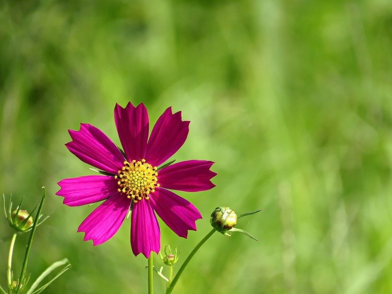 格桑花圖片