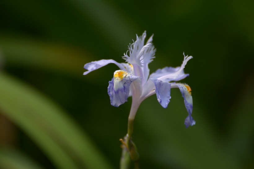 鳶尾花圖片