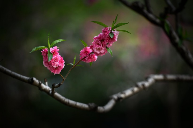 碧桃花图片