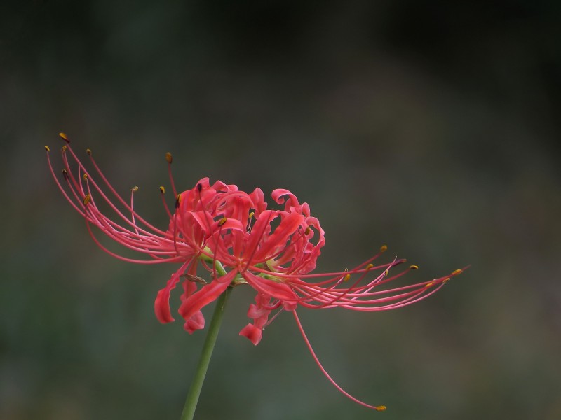 彼岸花图片