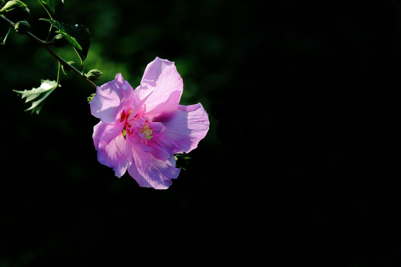 淡紫色木槿花图片