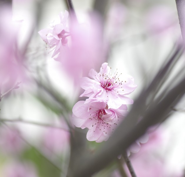 淡粉色梅花图片