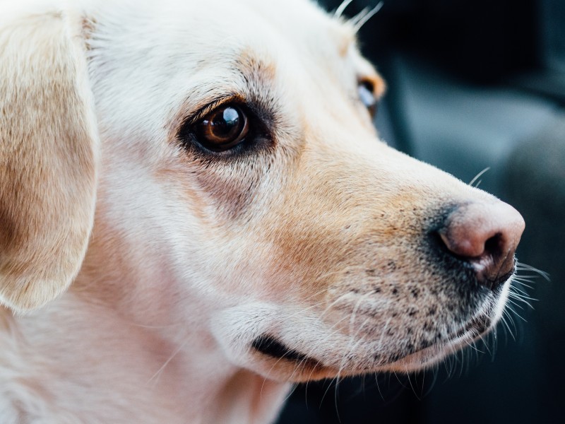 米白色拉布拉多犬图片