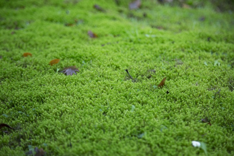 綠色的苔蘚圖片